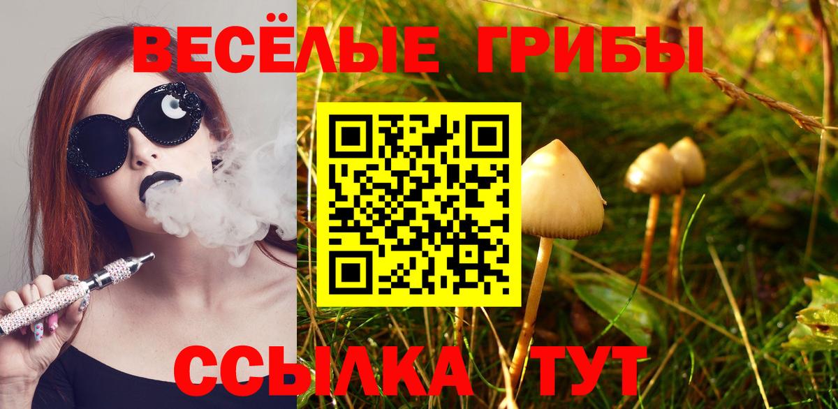 Тимашёвск  Галлюциногенные грибы Cubensis  Вход с VPN 